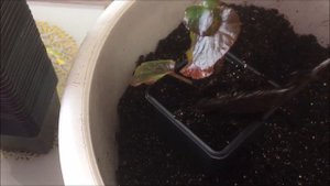 Бегония вечноцветущая.  Размножение.  Черенкование, посадка.