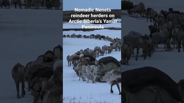 Nomadic Nenets reindeer herders migrating on Arctic Siberia’s Yamal Peninsula