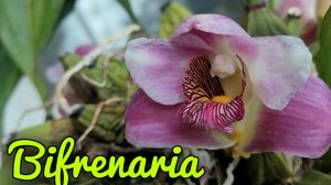 Bifrenaria. Долгая адаптация после пересадки.