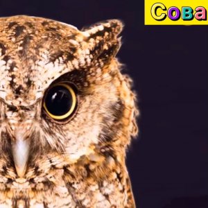 Интересный тест на проверку зрения: с каждой картинкой всё тяжелей и тяжелей