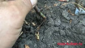 Прививка (окулировка) роз. Завершающая стадия - снимаем прививочную плёнку.