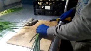 Новости из Зимней теплици. Нижегородская обл.Зеленое перо лука, подготовка к продаже.