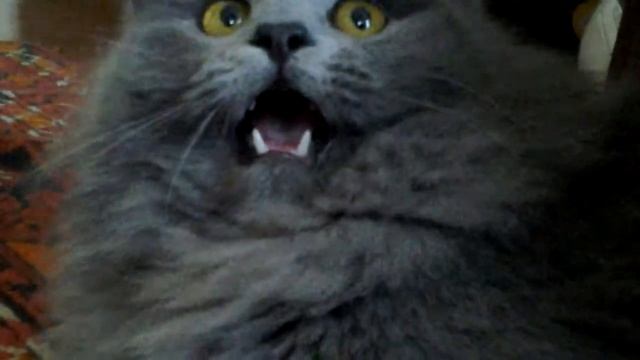 Полу кот полу собака))) смотреть онлайн