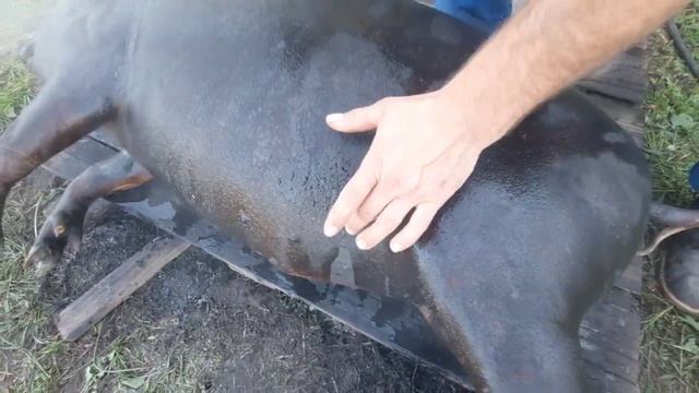 ЧЕРНЕНИЕ СВИНЬИ  ПОСЛЕ ЗАБОЯ. ВЕНГЕРСКАЯ МАНГАЛИЦА.