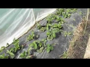Клубника в туннелях. Цветение персиков, рост малины и смородины.