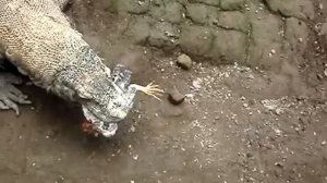 Комодский варан сожрал курицу