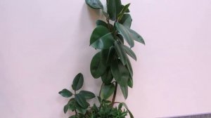 ФИКУС каучуконосный, РОБУСТА. Общее описание и немного об уходе.