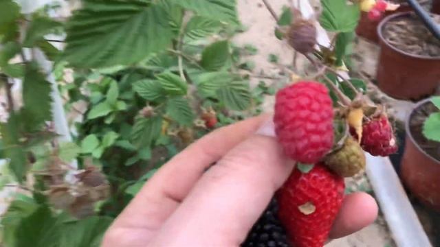 Ежевика Малина Клубника ??? смотреть онлайн