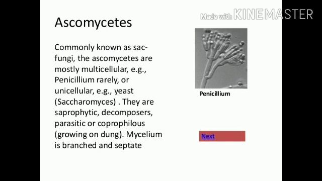 SLIDE-7@PHYCOMYCETES,ASCOMYCETES,BASIDIOMYCETES & DEUTEROMYETES.@NEET,AIIMS N XIIth..@@###By MV SIR смотреть онлайн