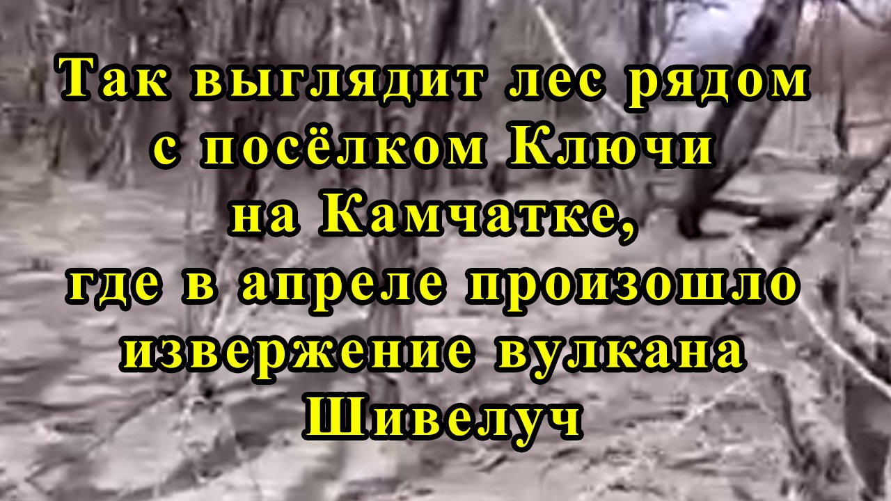 Так выглядит лес рядом с посёлком Ключи на Камчатке, где в апреле произошло извержение вулкана Шивел