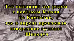 Так выглядит лес рядом с посёлком Ключи на Камчатке, где в апреле произошло извержение вулкана Шивел