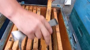 Секрет больших медосборов, как получить много меда, медосбор с подсолнуха