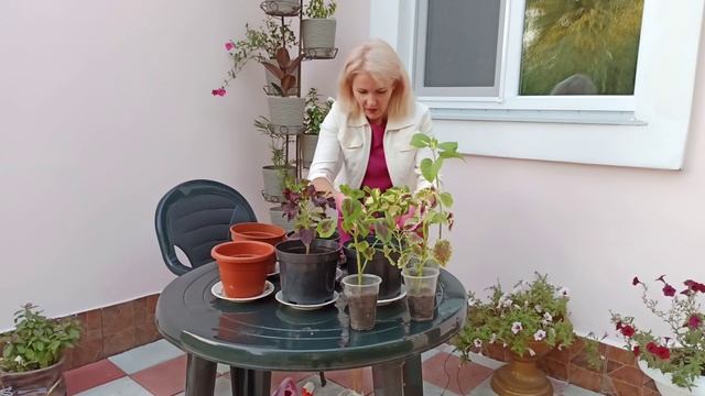 Колеус. Как правильно пересадить колеусы. Как ухаживать за колеусами смотреть онлайн