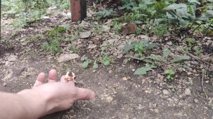 Жестокое нападение кровожадного лесного зверя на человека