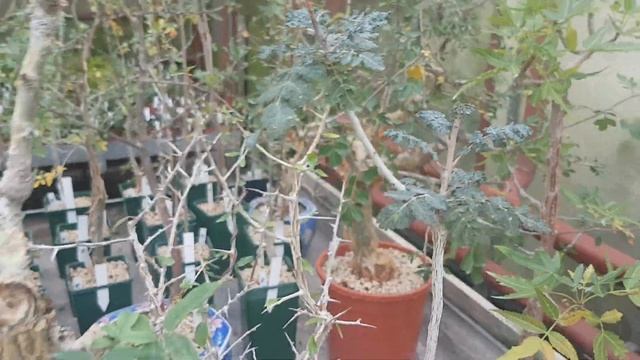 Редкие дорогие экзотические растения..374