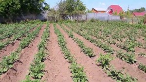 Окучиваем картошку. Мотокультиватор Texas,лучший помощник!