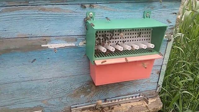 Как собирать пыльцу. Установка пыльцесборников на пасеке. смотреть онлайн