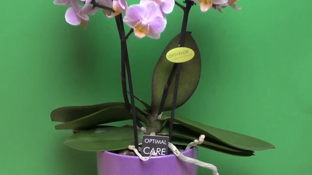 Мини (карликовые) Орхидеи, Mini Orchids