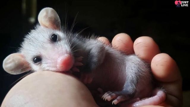 Man found and raised an opossum. Now he thinks they are smarter than dogs! смотреть онлайн
