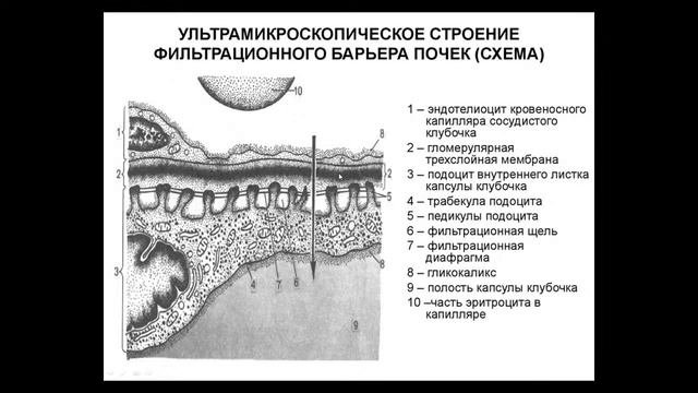 Лекция 