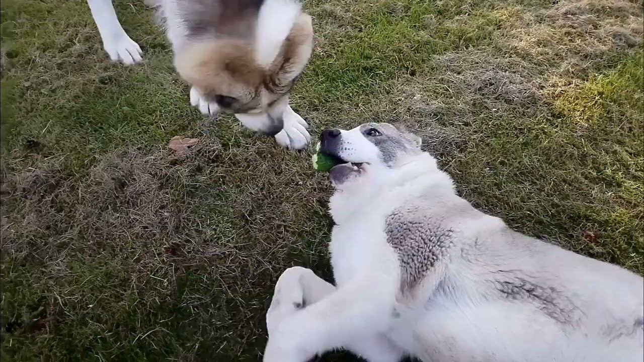 Знаем ли мы, Что любит наш пёс?! смотреть онлайн