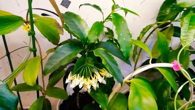 Цветение хой в сентябре. Хойя Motoskei, Lockii, Multiflora variegata, Kerrii Silver смотреть онлайн