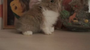 удивительная история про кролика Эдварда🐰 (читайте🔎 в описании под видео)