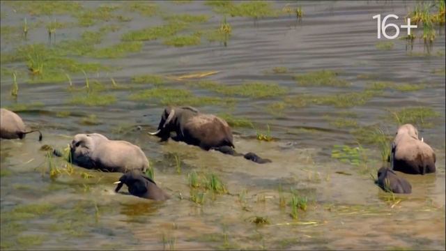 National Geographic. Враждебная планета 2019 смотреть онлайн