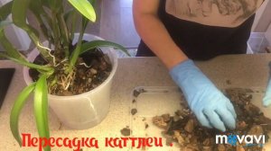Мои Орхидеи(Пересадка каталеи).