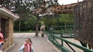 И дети и взрослые в восторге от общения с жирафом! Children and adults are delighted with a giraffe