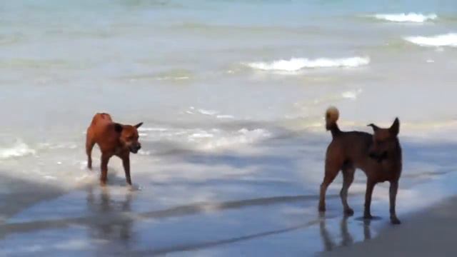 Наш Тайский ангел хранитель... смотреть онлайн