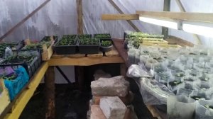 Увлажнение воздуха в теплице