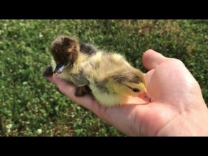 Почему всего Два 2 Индоутенка ? Мускусные утки