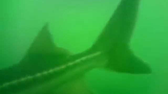 Duiken Natur Garden Ibbenburen 2009 смотреть онлайн