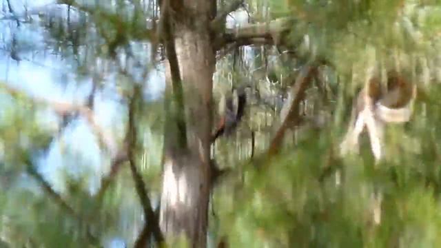 Большой пёстрый дятел смотреть онлайн