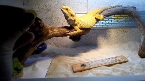 бородатая агама - как изменилось поведение с возрастом