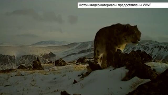 Увидеть вживую снежного барса удалось ученому в горах Алтая
