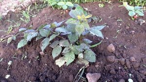 Обзор ежевики Тройная Корона