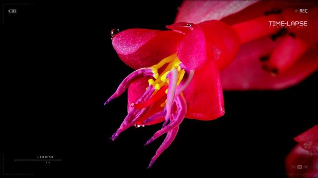 Мединилла  цветок Как растет и распускается Ускоренная съемка Time laps
