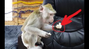 ДОМАШНЯЯ ОБЕЗЬЯНА ВОРОВКА # DOMESTIC MONKEY THIEF