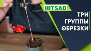 3 группы обрезки Клематисов ✔️  Обрезка клематисов от хитсад тв