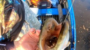 РЫБАЛКА на ПРИПЯТИ | ЩУКА ДУРЕЕТ | ОБЗОР ВОЛКЕРА OWNER CULTIVA