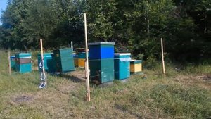 ЗАЩИТА ПАСЕКИ ОТ МЕДВЕДЯ. ЭЛЕКТРОИЗГОРОДЬ И ДРУГИЕ СПОСОБЫ. Protection of the apiary from the bear.