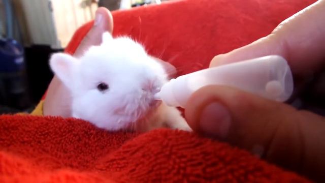 Карликовые кролики. Питомник Ушастик г.Москва🐇🐰