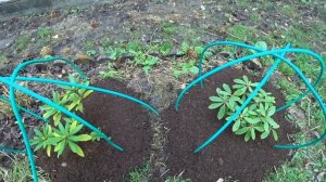 Рододендроны. Подготовка рододендронов к зиме