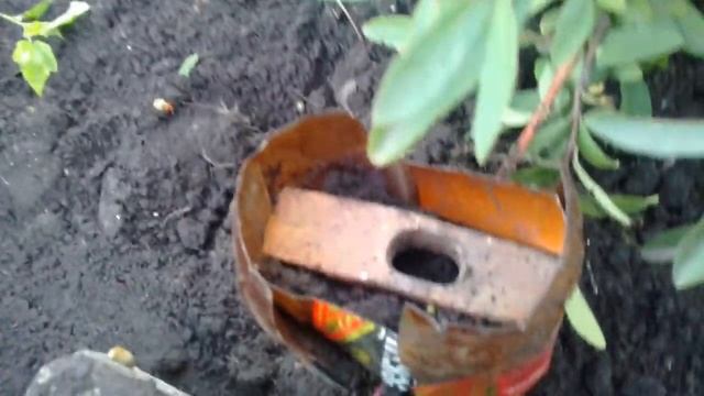 Размножение жимолости. 31.07.2017г. смотреть онлайн