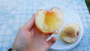 ПЕРСИК ПАМЯТИ СИМИРЕНКО ПОСПЕЛ