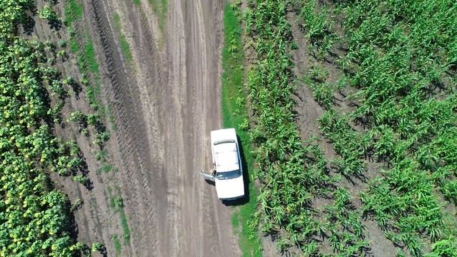 Кукурузные воры уезжают от Квадрокоптера Phantom 4 Pro+ 4K 50fps смотреть онлайн