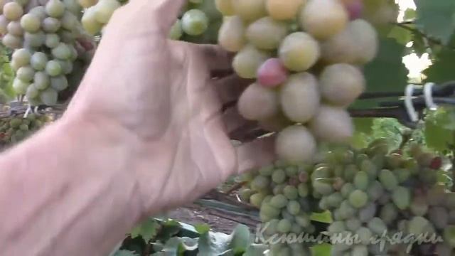 Созревающий виноград. Суперэкстра и Аладдин