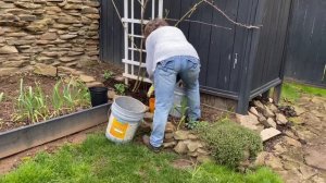 FERTILIZING PERENNIAL BORDERS, ROSES, LILAC , BLUEBERRY BUSH ,PEONIES, CLEMATIS, HOSTA.